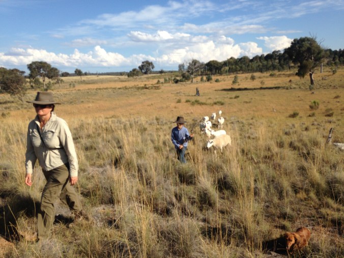 Top reasons to live on a hobby farm