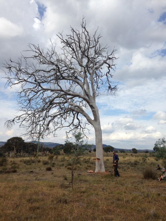 Cutting seasoned hardwood can be extremely hard on chains