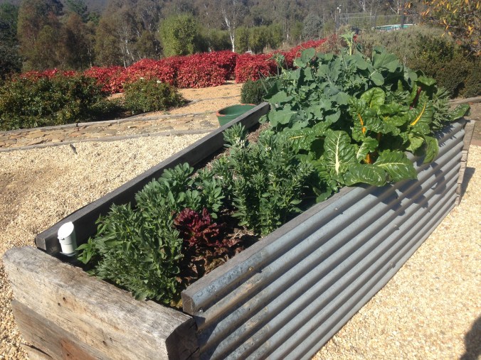 How to build a wicking garden bed. 