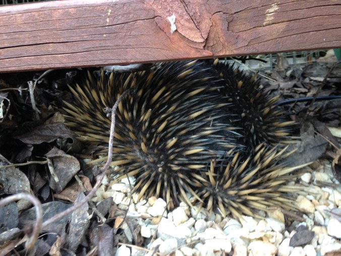 Top reasons to live on a hobby farm