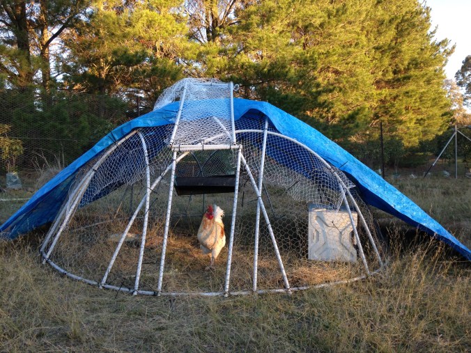 How to make a lightweight chook tractor